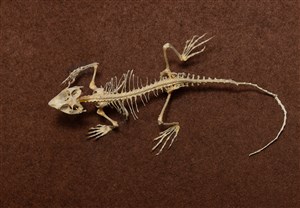 Image description is not available for 1983.45.1